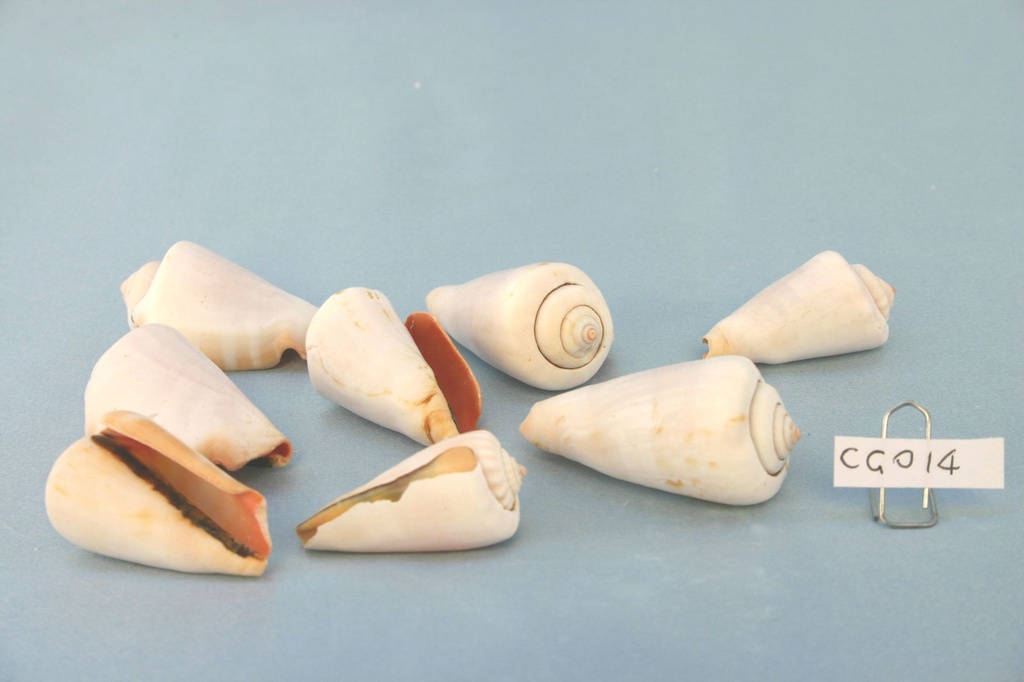 STROMBUS LUHUANUS CM 4-5.5 