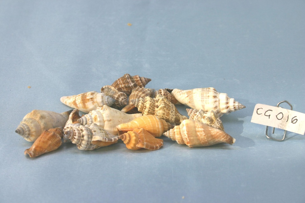 STROMBUS URCEUS CM 2.4-4 