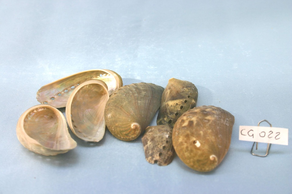 HALIOTIS ASININA CM 5-8 