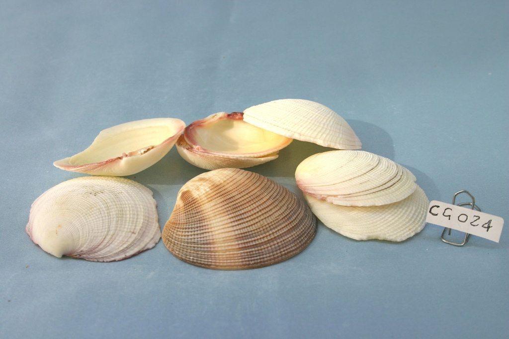 CODACKIA TIGERINA CM 5.5-6.5 