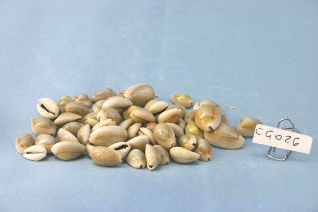 CYPREA ANULUS CM 1-2 