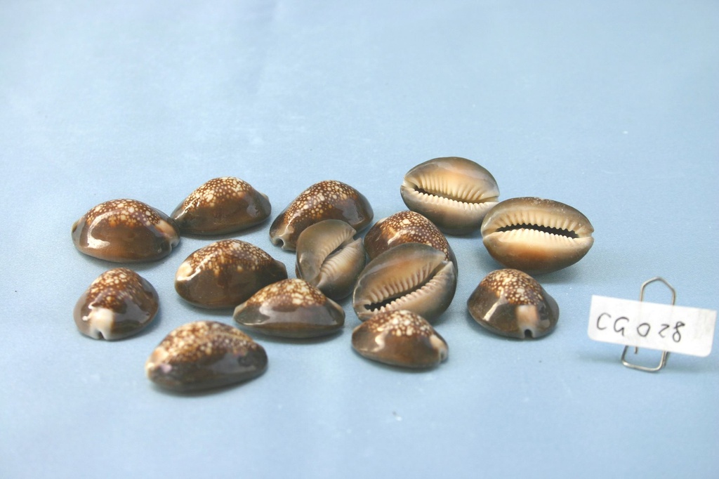 CYPREA CAPUT SERPENTIS CM2.5-3.5 