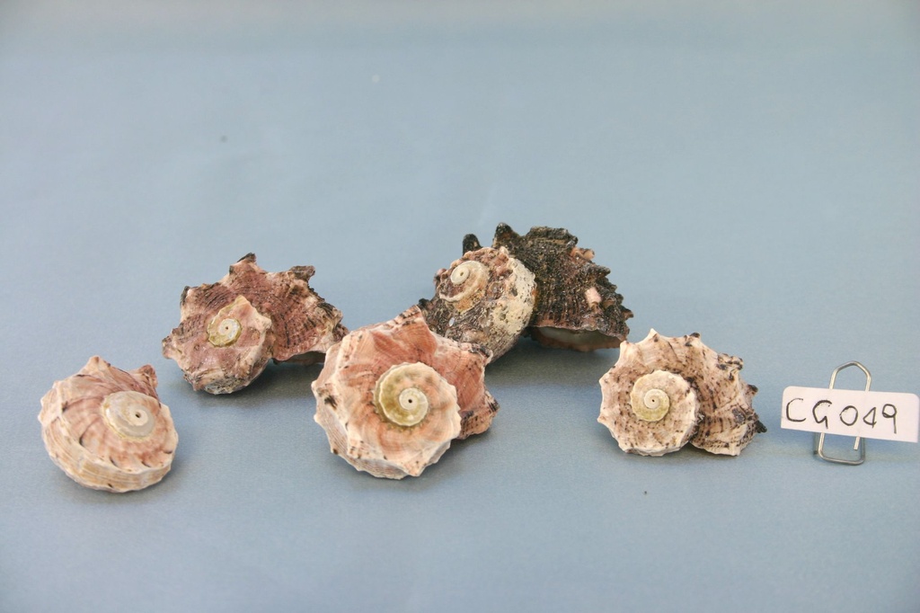 DELPHINULA LACINIATA CM 2-5.5 