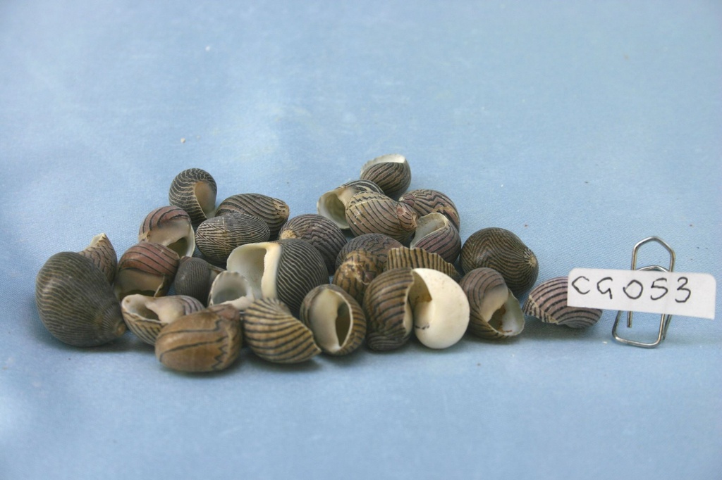 NERITA COMMUNIS CM 1.5-2 