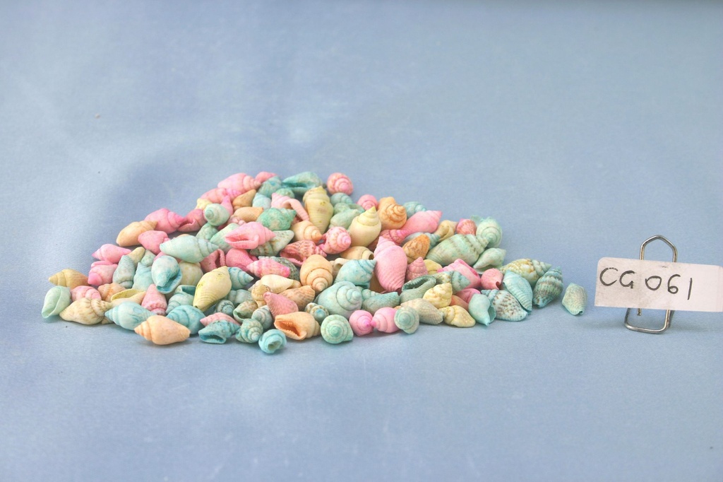 COLOMBELLE COLORATE CM 1-1.5 