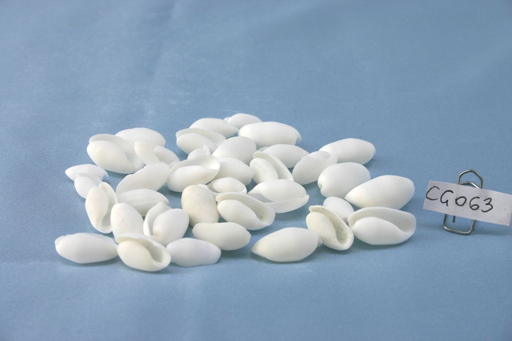 BUBBLES SHELL CM 1.5-2.5 