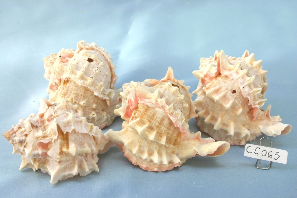 MUREX BICOLOR NON SELEZIONATECM 7-10 