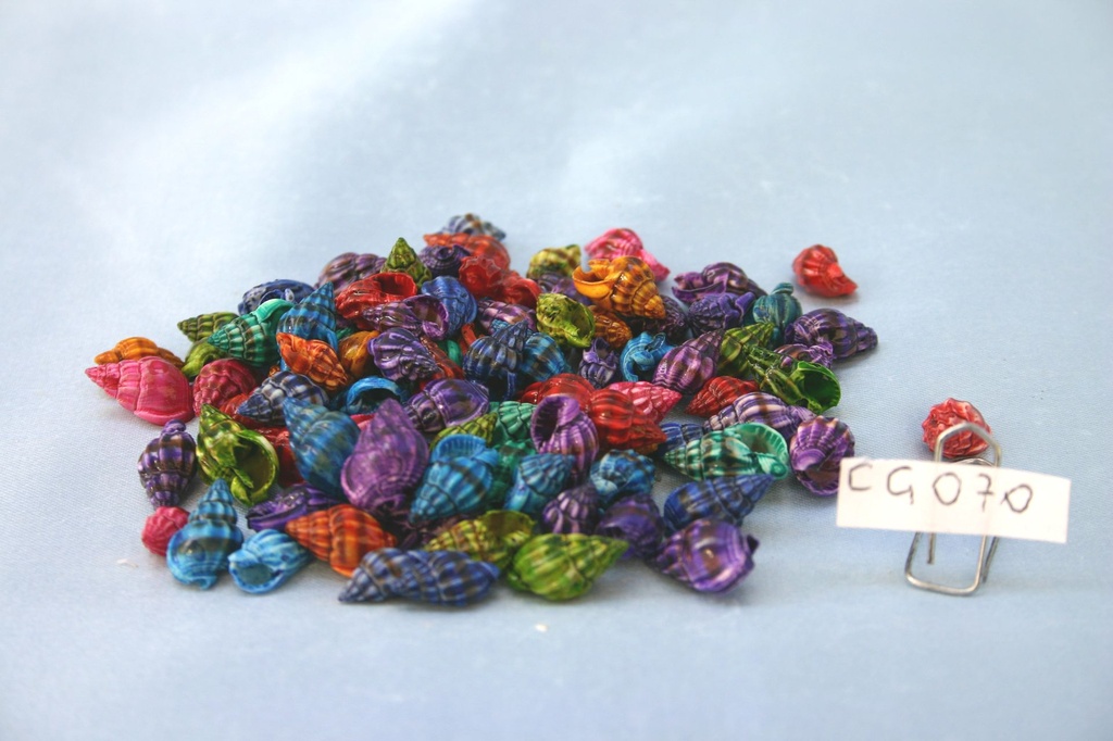 NASSARIUS COLORATO CM 1.2-1.8 