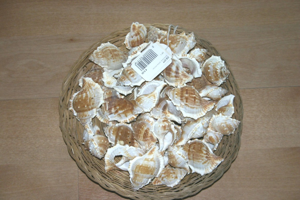 BURSA RANA - BURSA SPINOSA CM 4-6 