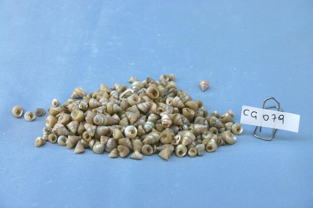 CALLISTIOMA STRIATUS CM 0.4-0.8 