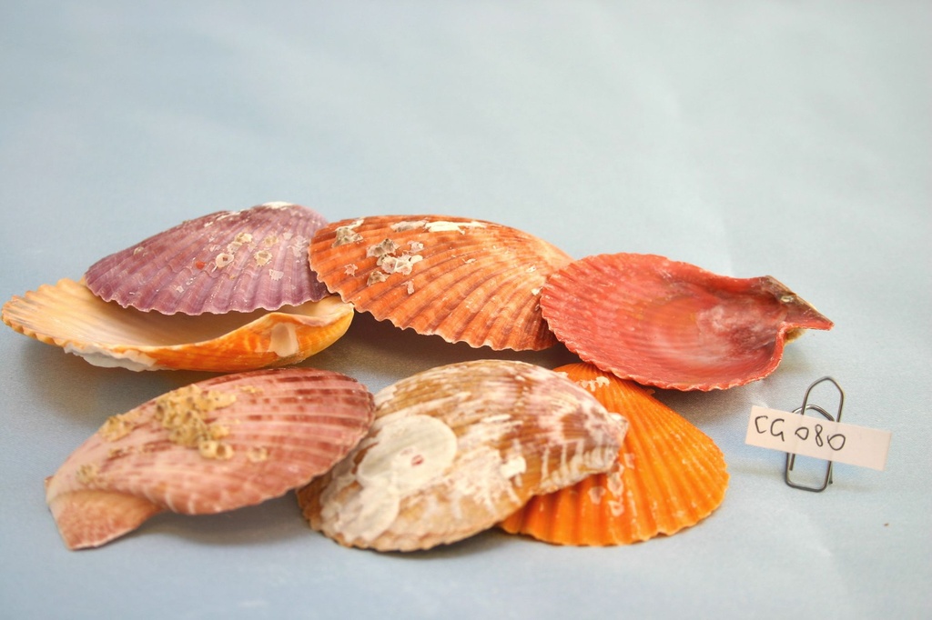 PECTEN NOBILIS COLORED CM 7-8 