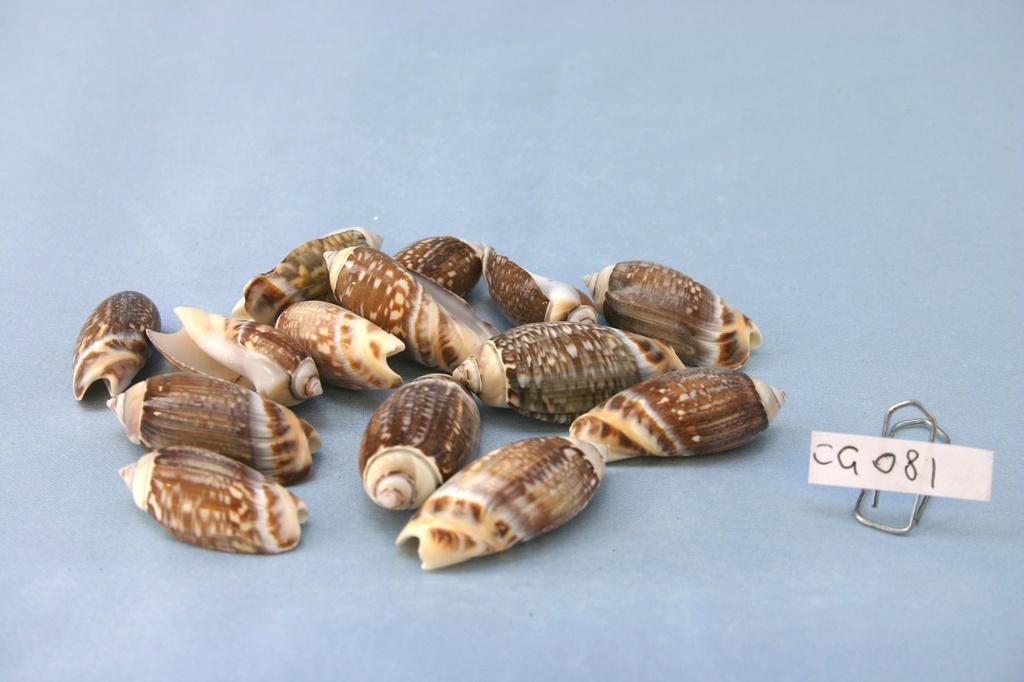 OLIVA GIBBOSA CM 3.5-4.5 