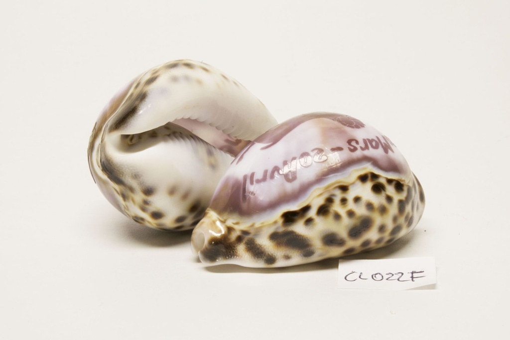 ZNAKOVI ZODIJAKA  CM 8 