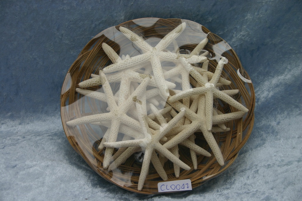 KOŠARA SA ZVIJEZDAMA   CM 8-10 