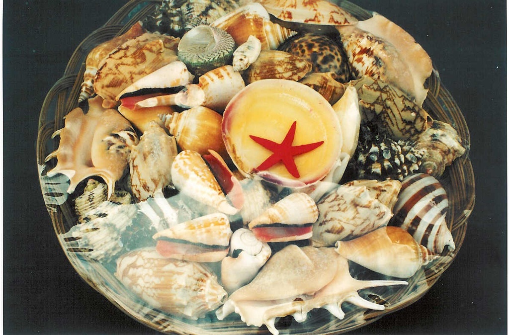 KOŠARA SA ŠKOLJKAMA 12" DIAM CM 30 