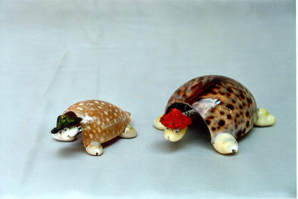 KORNJAČA OD ŠKOLJKI  CM 3*7 