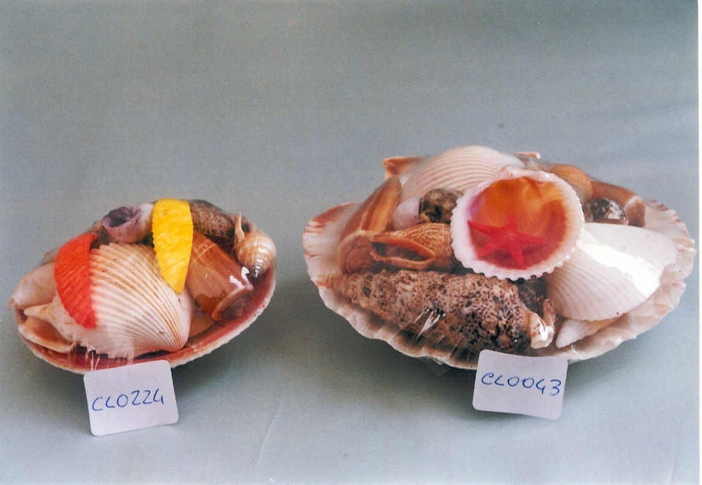 ŠKOLJKA SA ŠKOLJKAMA CM 6 