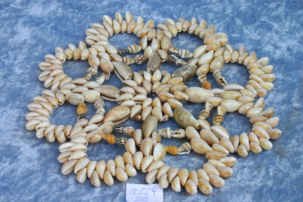 CENTRINO CYPREA ANOLUS 9"-10" SCALLOP DIAM CM 25 