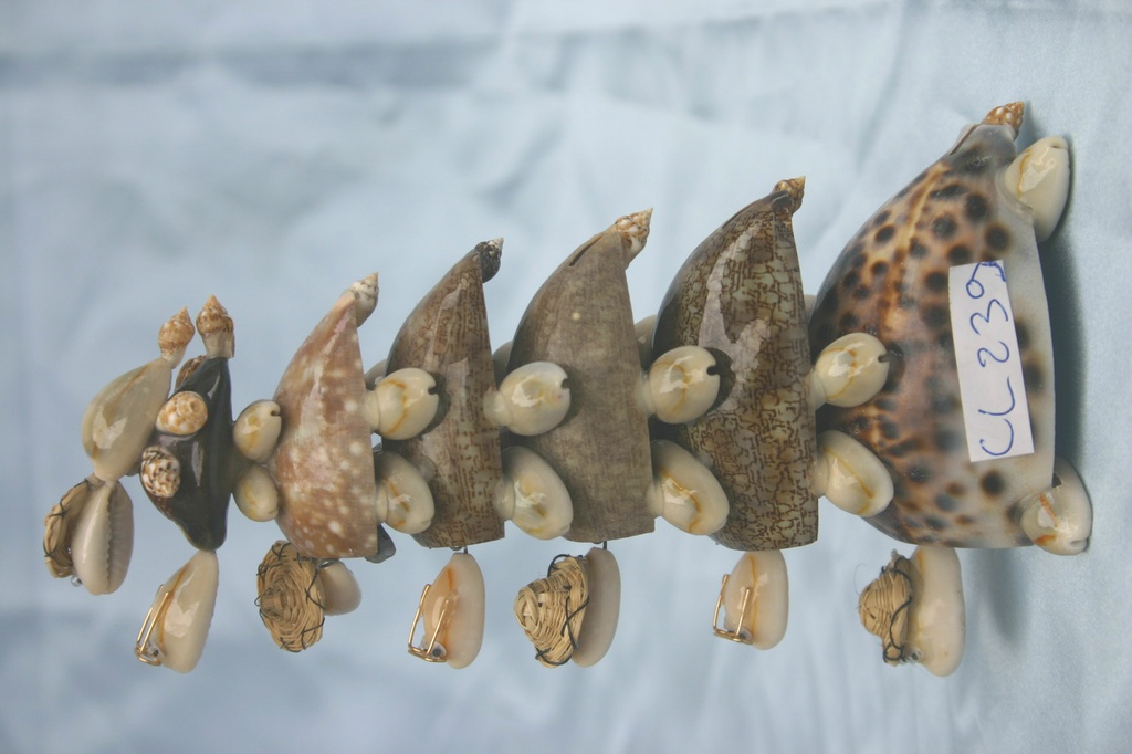 KORNJAČE OD ŠKOLJKI 7KOM CM 16 