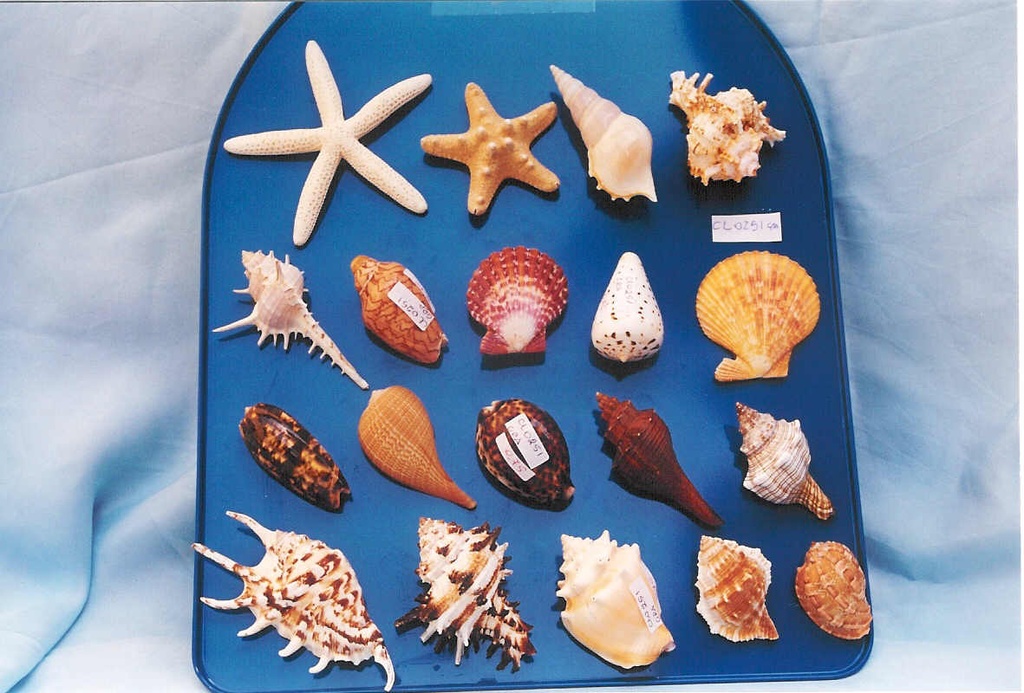 ŠKOLJKA MAGNET CM 8 