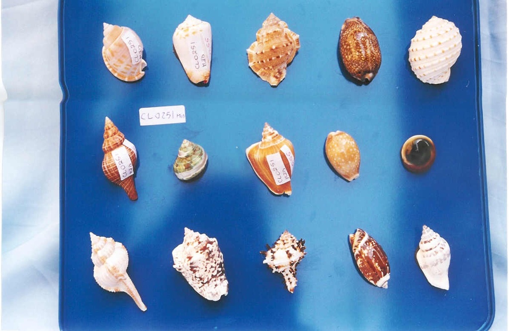 ŠKOLJKA MAGNET CM 6 