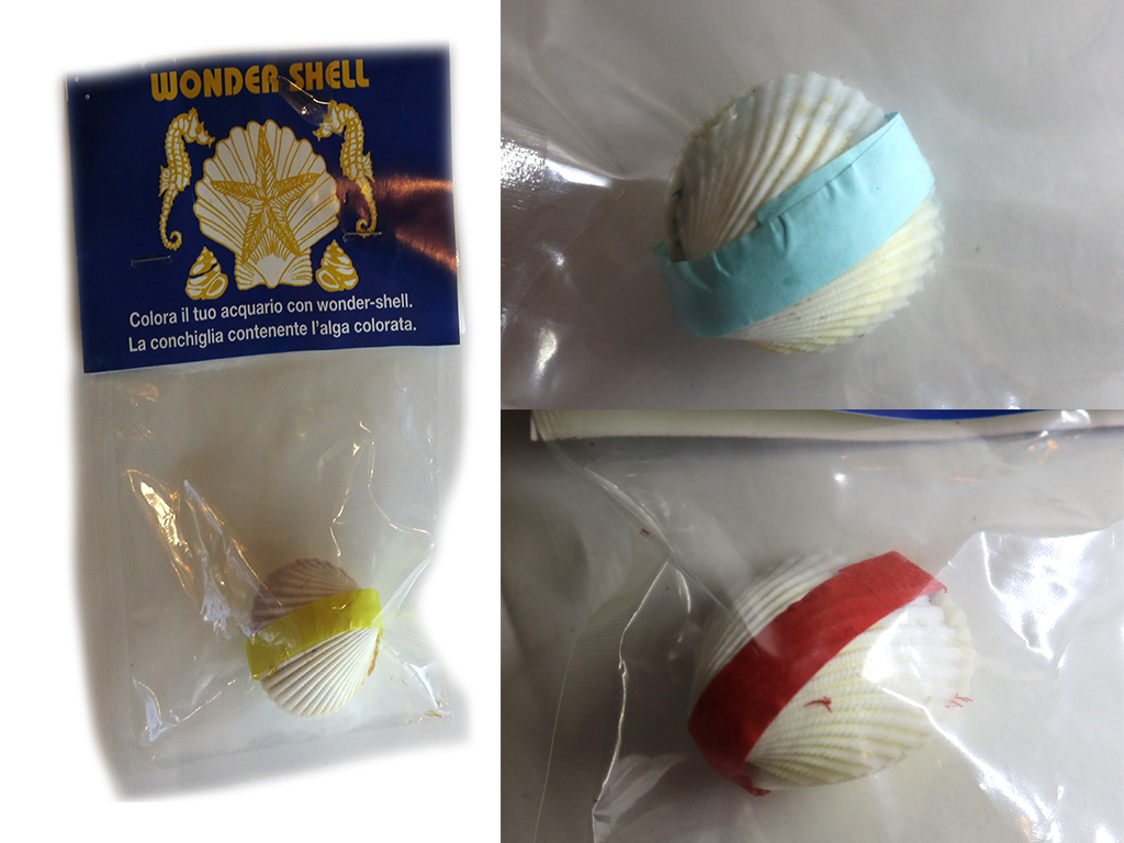 COCKLESS CON ALGA CM 6*4 