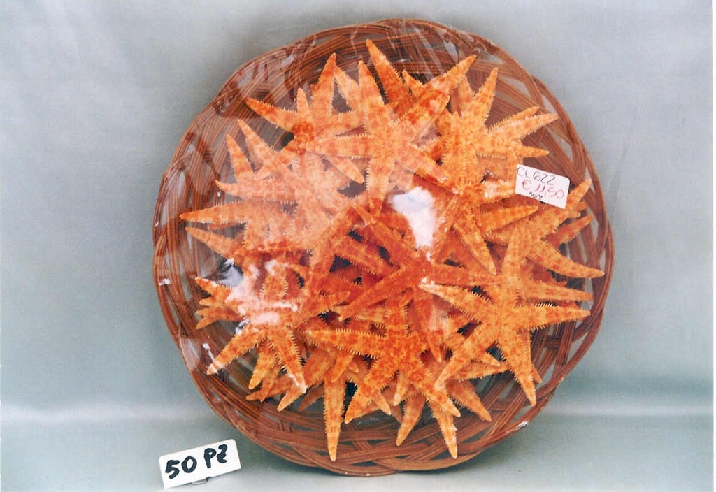 KOŠARA SA ZVIJEZDAMA (50 KOM) 3" DIAM CM 7.5 