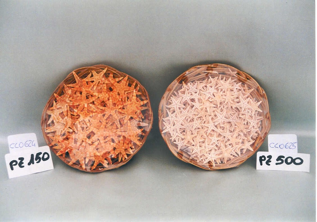 CESTINO c/50 STELLE MARINE 1" DIAM CM 2.5 