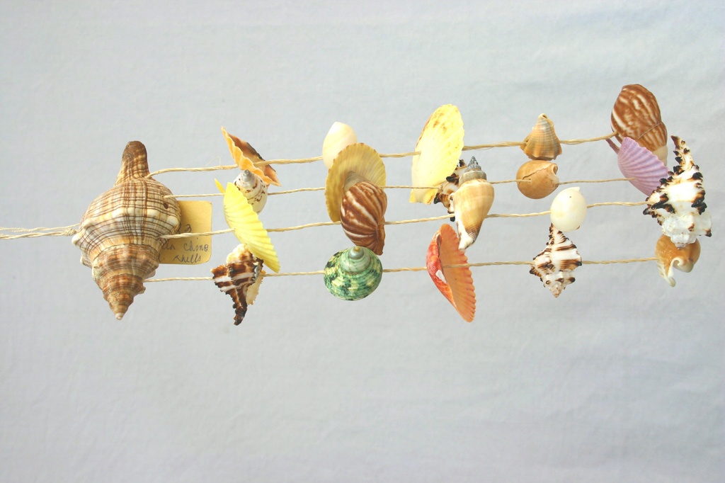 ZVECKALICA SA ŠKOLJKAMA  CM 34 