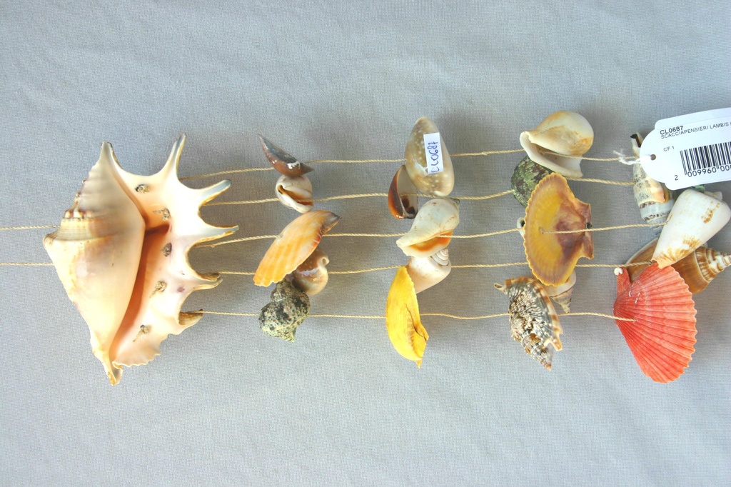 ZVECKALICA SA ŠKOLJKAMA  CM 35 