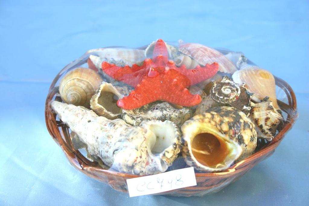 KOŠARA SA ŠKOLJKAMA  DIAM CM 15 