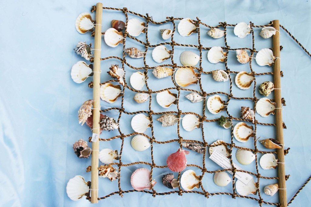 RETE c/CONCHIGLIE BIANCHE 56x46cm 