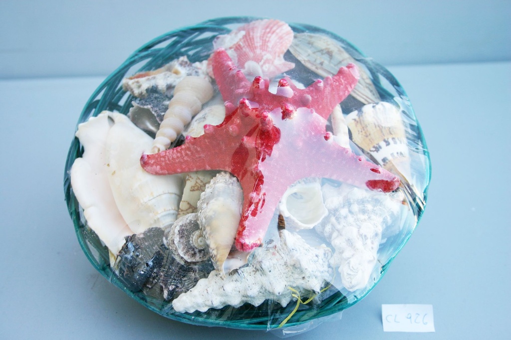 KOŠARA U BOJI SA ŠKOLJKAMA  CM 20  