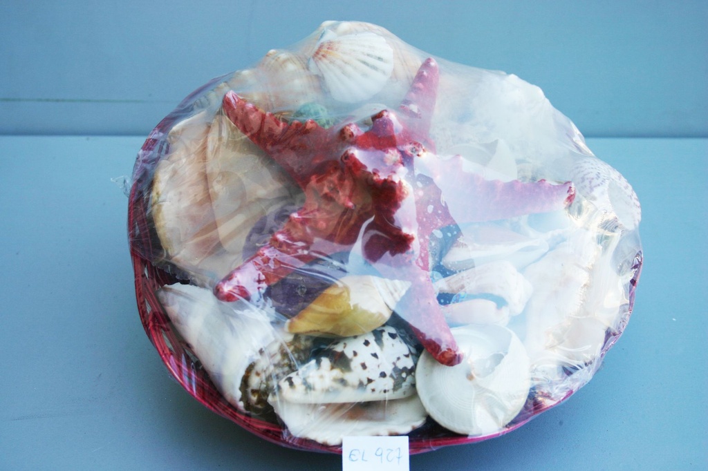 KOŠARA U BOJI SA ŠKOLJKAMA  CM 25 