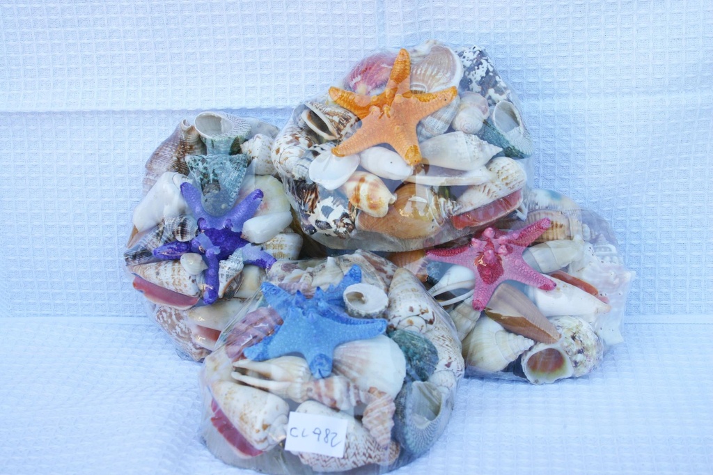 ŠKOLJKA SA ŠKOLJKAMA