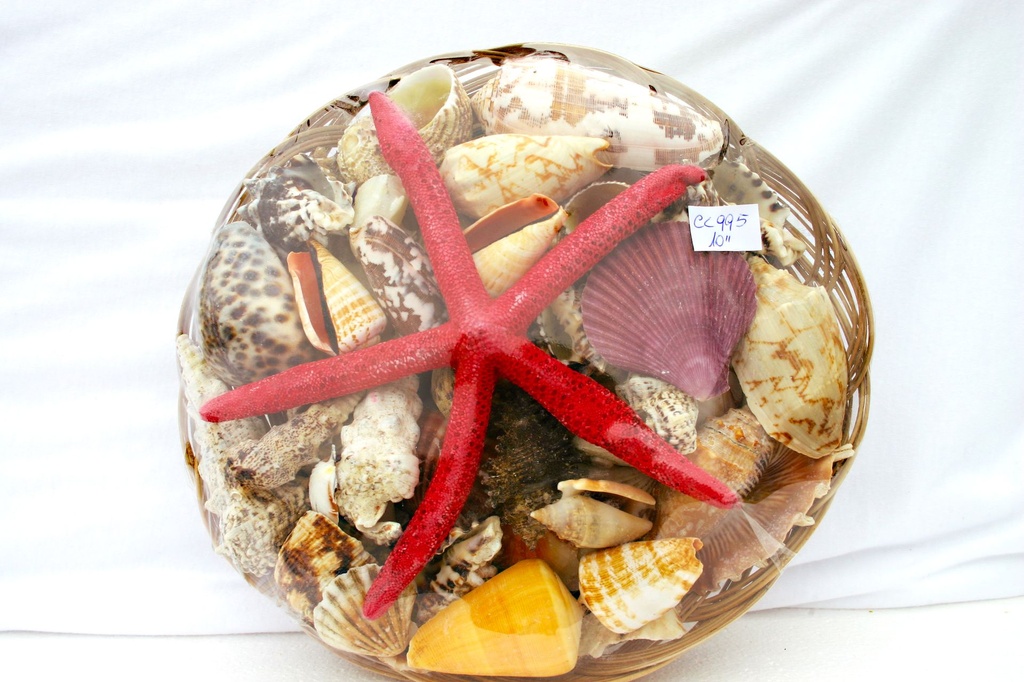 KOŠARA SA ŠKOLJKAMA CM25 