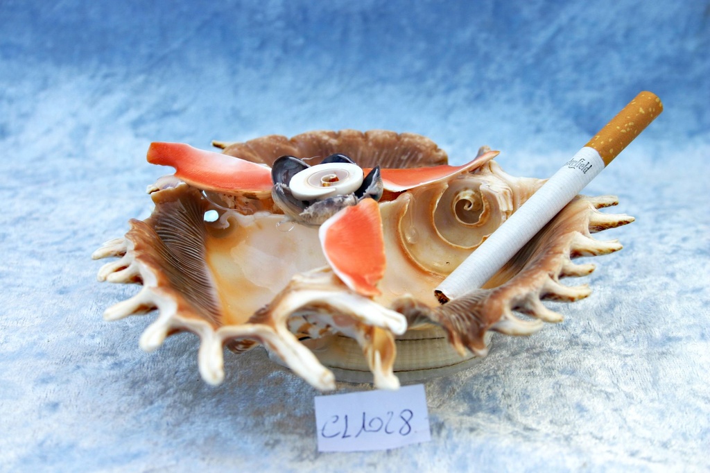 PEPELJARA OD ŠKOLJKE DIAM CM14 