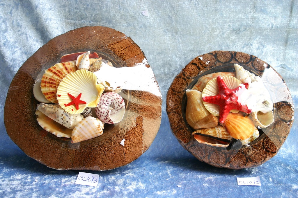 ŠKOLJKE U KOKOSU16 CM 