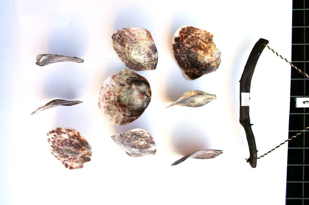 ZVECKALICA SA ŠKOLJKAMA  CM 50 