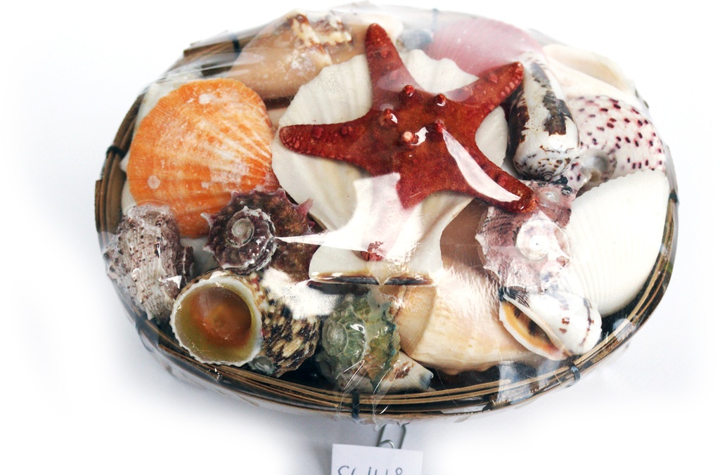 KOŠARA SA ŠKOLJKAMA CM 14*8 H 6