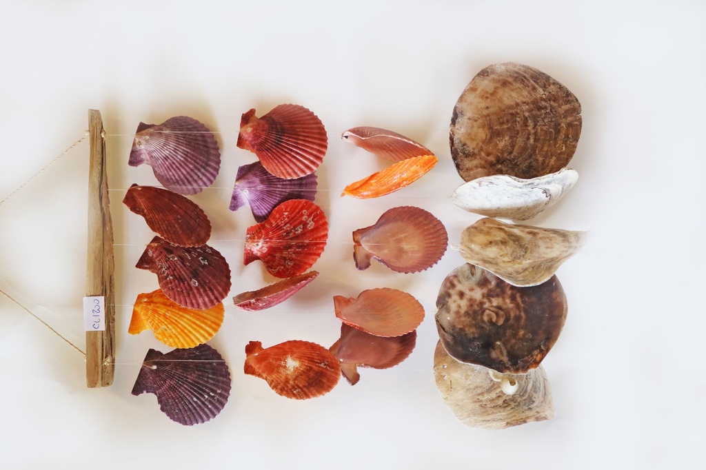 ZVECKALICA SA ŠKOLJKAMA  