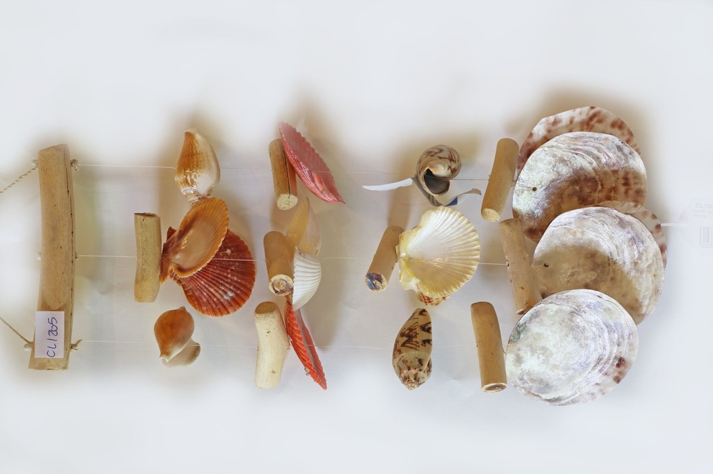 SCACCIAP. LEGNO C/3 FILE LEGNI-CONCH E 6 PLACUNE 