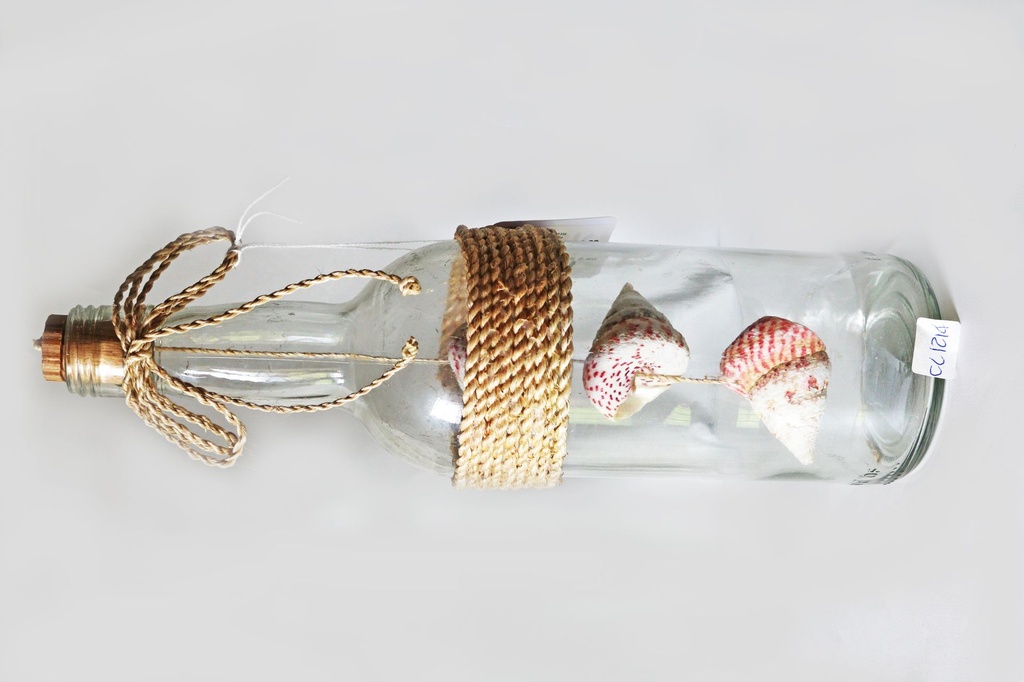 STAKLENA BOCA SA ŠKOLJKAMA