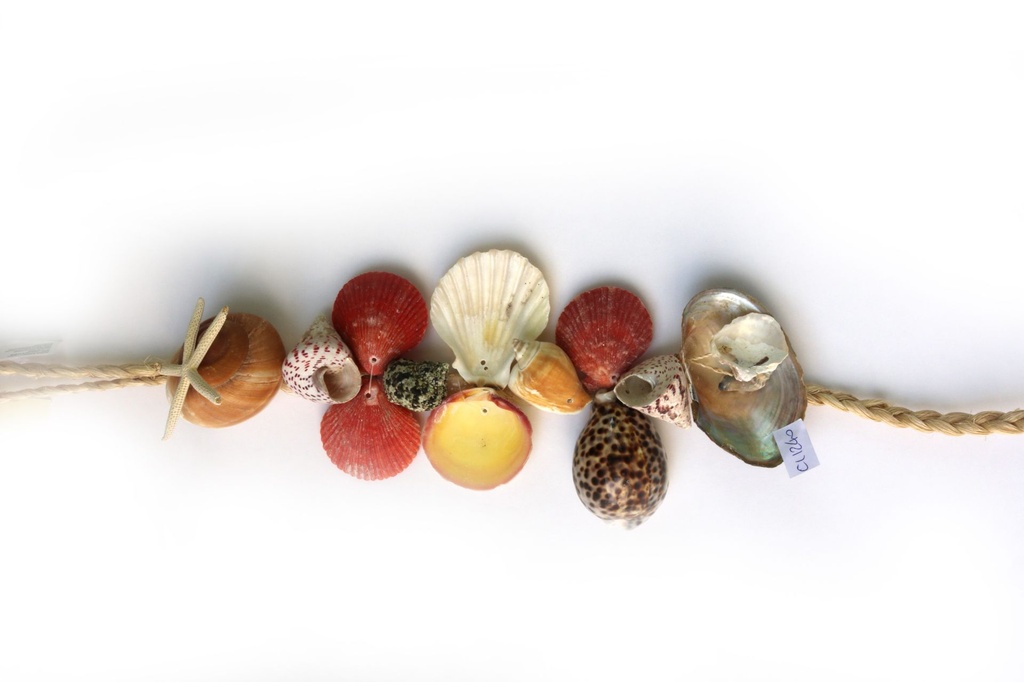 CORDA D'APP CON RYSOTTA TIGRINO STELLA E CONCH ASS 