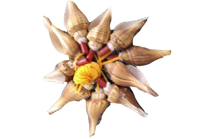 TROMBETTE MELONGENA SHELL 