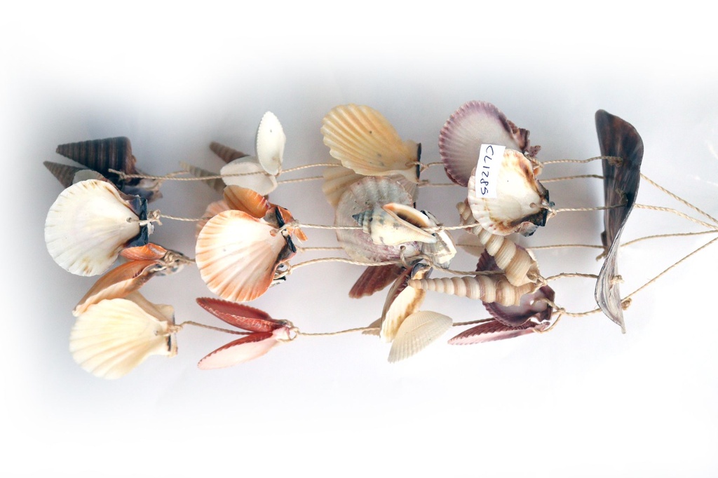 SCACCIAP. PLACUNA E CONCH ASS CM 30*14 