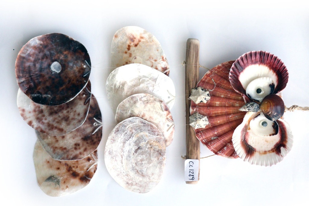 ZVECKALICA SA ŠKOLJKAMA  CM 35*18 