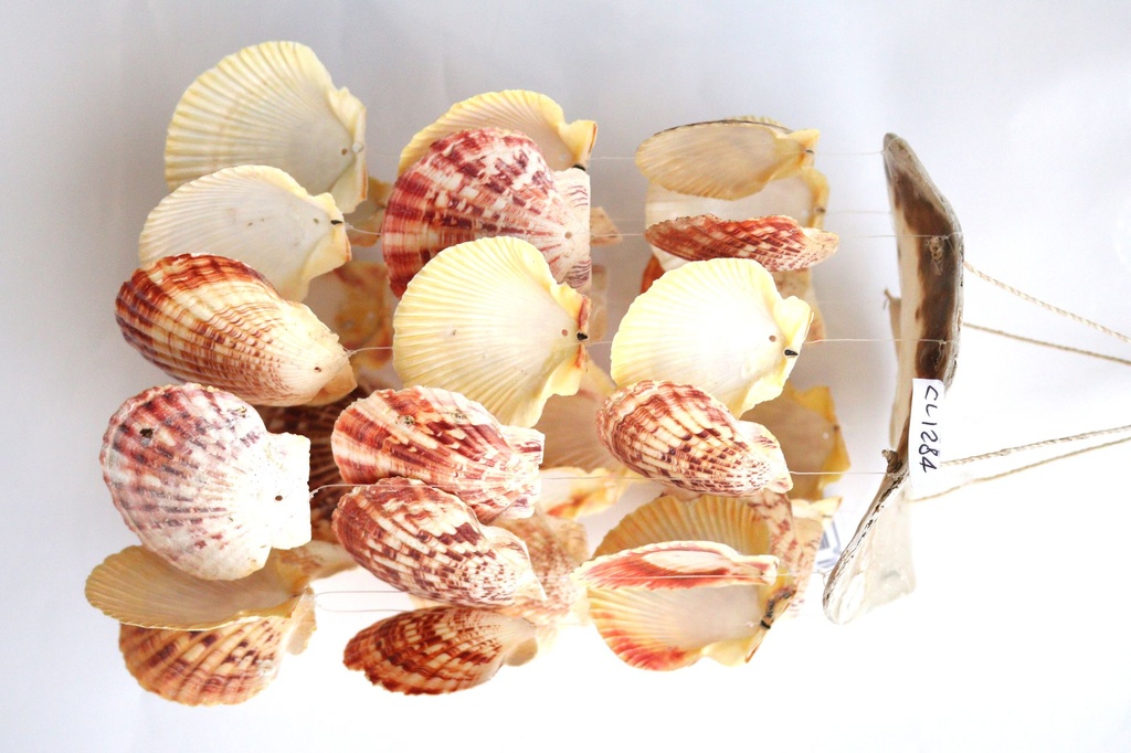 SCACCIAP. DREAMCATCHER DIAM CM 20 C/PECTEN E CONCH 