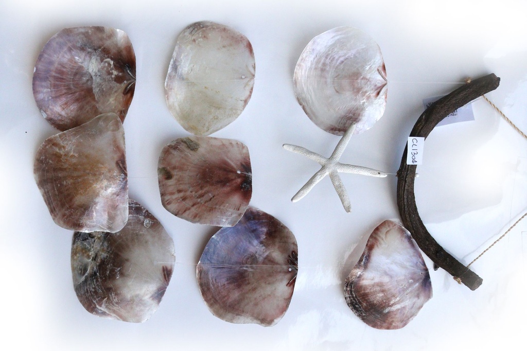 ZVECKALICA SA ŠKOLJKAMA  CM 52 