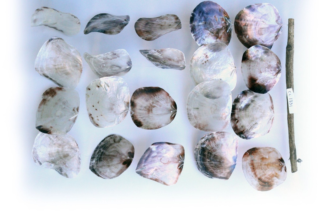 ZVECKALICA SA ŠKOLJKAMA H 60 CM 